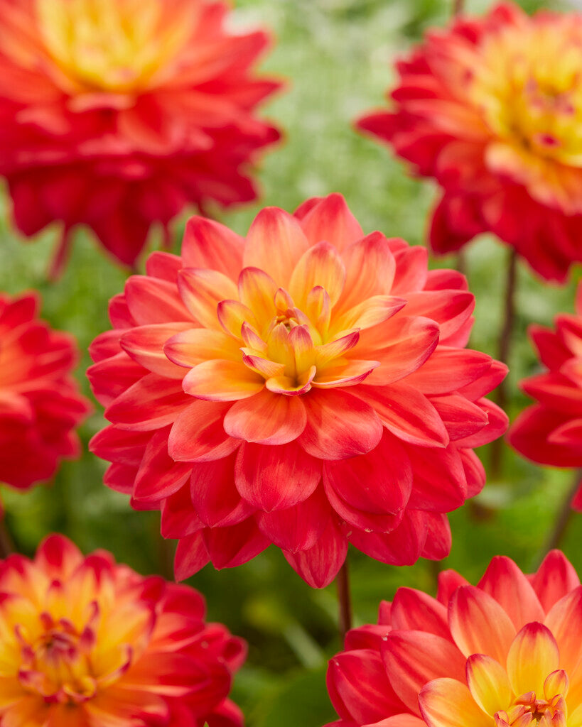 Dahlia Dekorativ Red Silence 1-pack